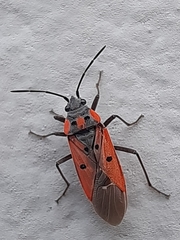 Lygaeus creticus