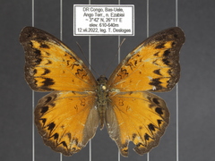 Cymothoe caenis