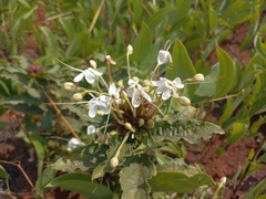 Clerodendrum buchneri