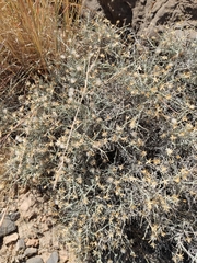 Pycnocycla