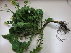 Raphanus raphanistrum raphanistrum