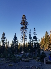 Abies magnifica shastensis