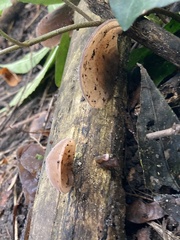 Auricularia auricula-judae