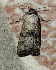 Sympistis occata