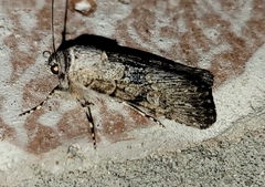 Sympistis occata