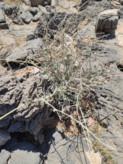 Pergularia tomentosa