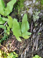 Microsorum scolopendria