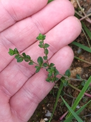 Arenaria serpyllifolia