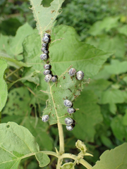 Leptinotarsa undecimlineata