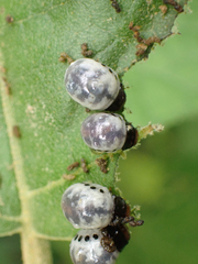 Leptinotarsa undecimlineata