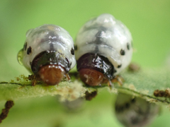 Leptinotarsa undecimlineata