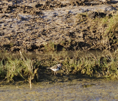 Charadrius tricollaris