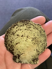 Placopecten magellanicus