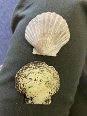 Placopecten magellanicus