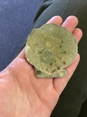 Placopecten magellanicus