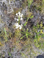 Struthiola myrsinites