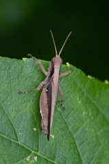 Orphulella