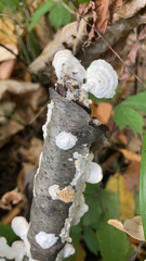 Trametes conchifer