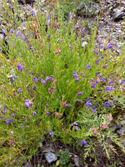 Dracocephalum peregrinum