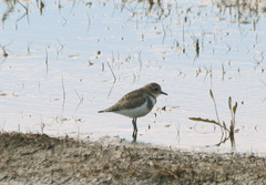 Charadrius falklandicus