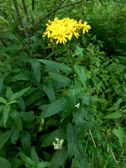 Senecio sarracenicus