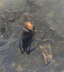 Latrodectus mactans