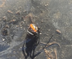 Latrodectus mactans