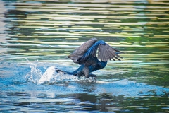Phalacrocoracidae