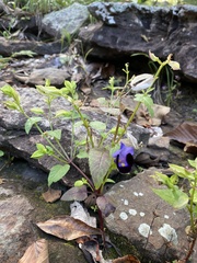 Torenia