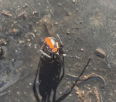 Latrodectus mactans