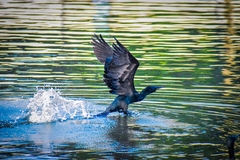 Phalacrocoracidae