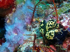 Chalinula nematifera