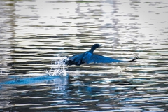 Phalacrocoracidae