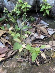 Torenia