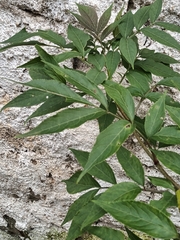 Sambucus racemosa