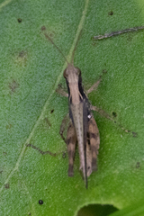 Orphulella