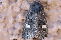 Melanchra adjuncta