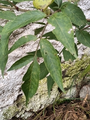 Sambucus racemosa