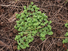 Torenia