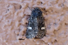 Melanchra adjuncta