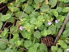 Torenia
