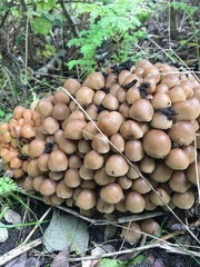 Britzelmayria multipedata