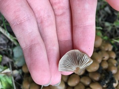 Britzelmayria multipedata