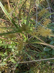 Cyperus strigosus