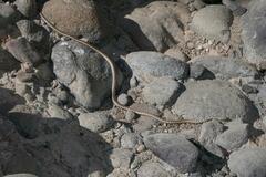 Pseudalsophis elegans