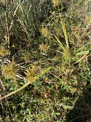 Cyperus strigosus