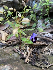 Torenia