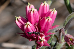 Camponotus niveosetosus
