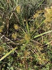 Cyperus strigosus