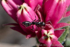 Camponotus niveosetosus